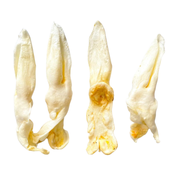 Wp Image 38073623380216.png