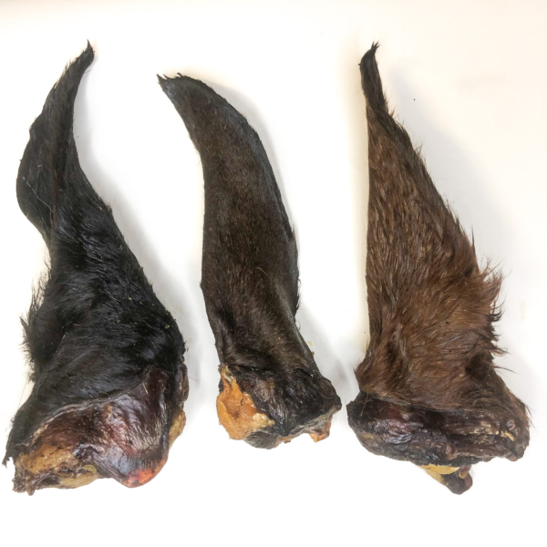 Oreja de caballo con pelo