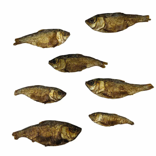 Peces Mojarra