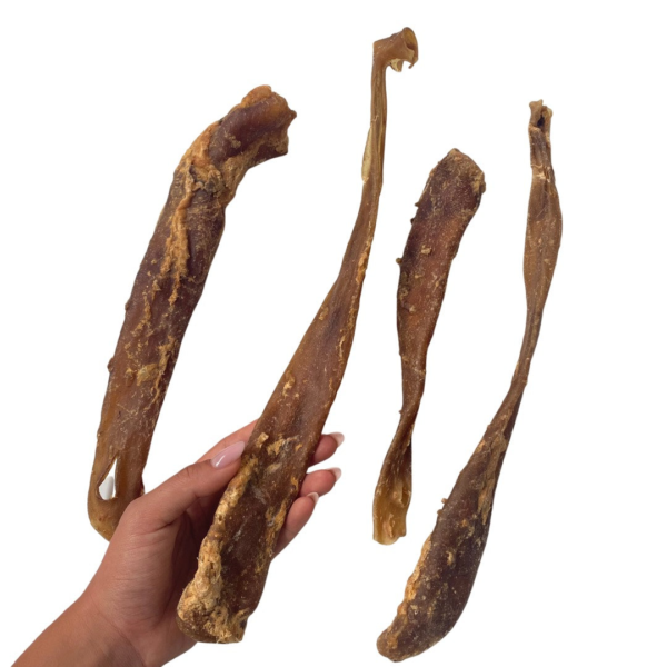 Aorta de caballo 20 - 30 cm