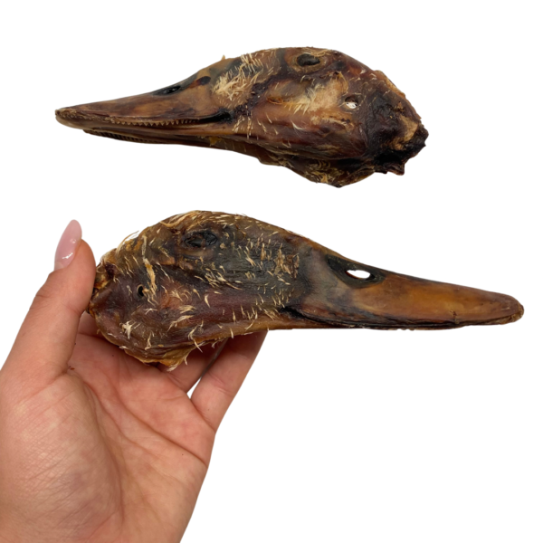 Cabeza de pato deshidratada
