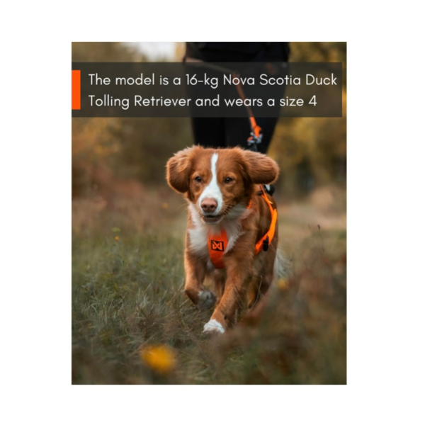 Wp Image38328245584120.png