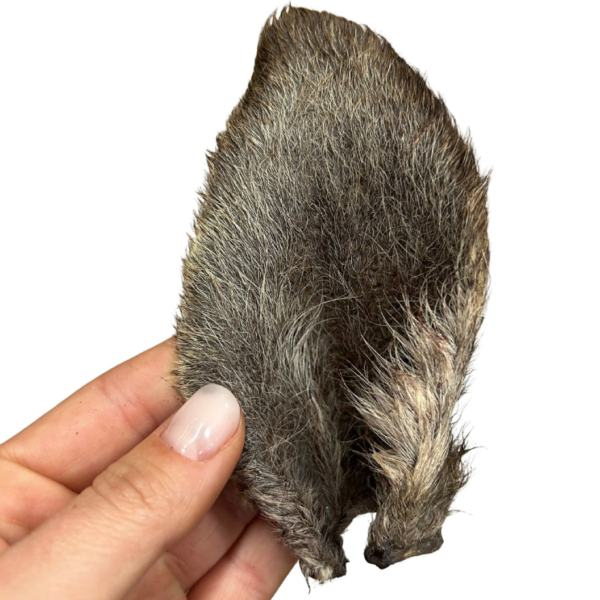 Oreja de canguro con pelo