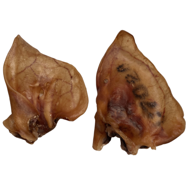 Oreja de Cerdo Ibérico XXL 10 UNIDADES