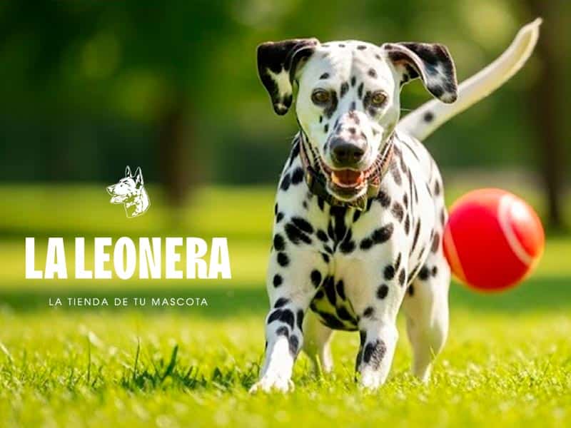 Laleonera Home Slide Perros Mobile